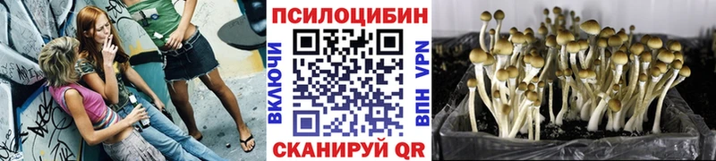 где продают наркотики  Ковылкино  Псилоцибиновые грибы Psilocybe 